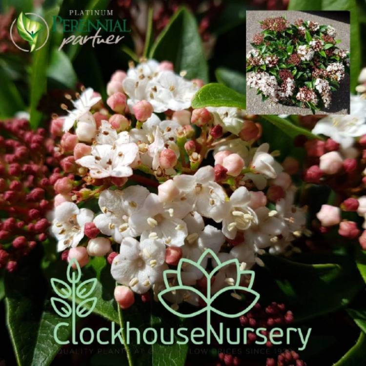 Plant image Viburnum tinus 'Anvi' syn. Viburnum tinus 'Spirit'