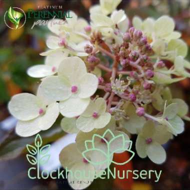 Hydrangea paniculata 'Grandiflora'