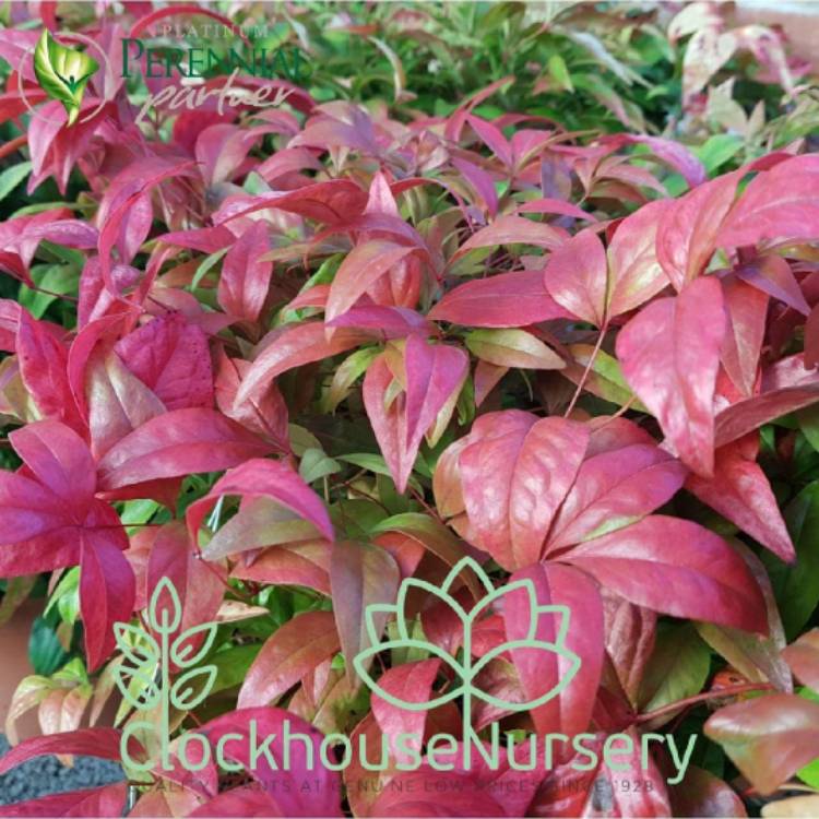 Plant image Nandina Domestica 'Woods Dwarf'