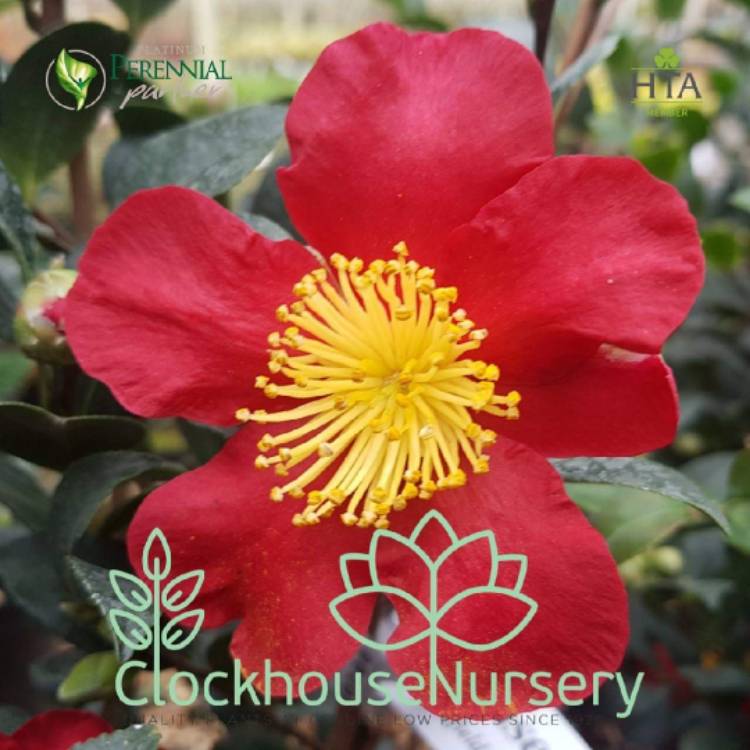 Plant image Camellia x vernalis 'Yuletide'