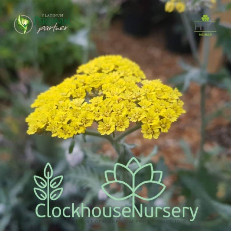 Plant image Achillea 'Moonshine'