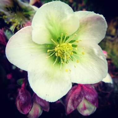 Helleborus niger