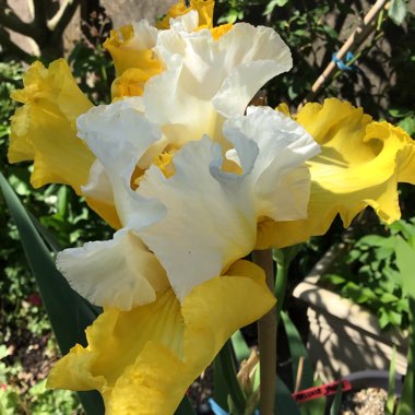 Bearded Iris