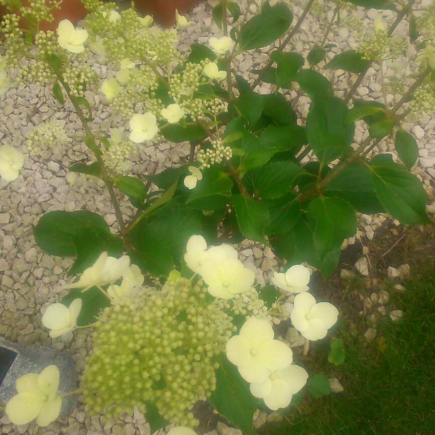 Plant image Hydrangea paniculata 'Brussels Lace'