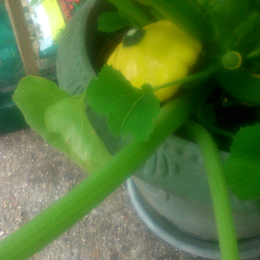 Plant image Cucurbita Pepo 'Sunburst Patty Pan'