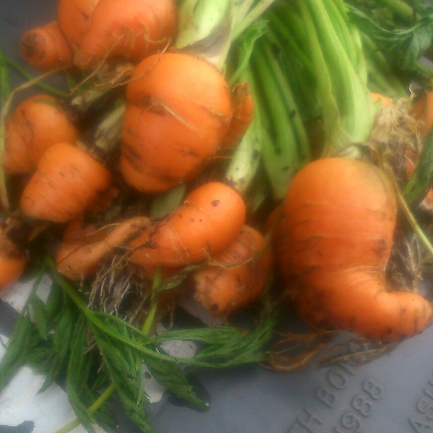 Daucus carota subsp. sativus