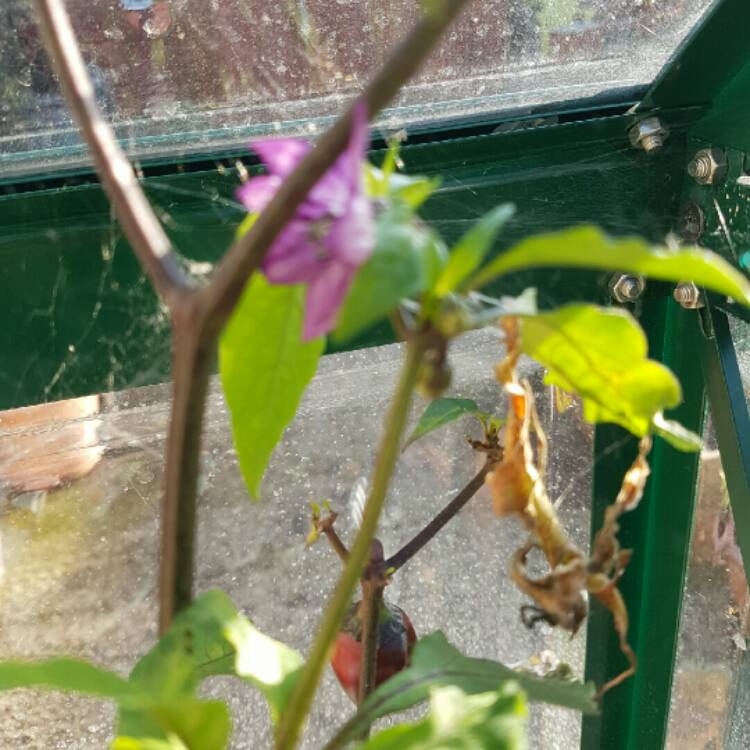 Plant image Capsicum Annuum 'Hungarian Black'