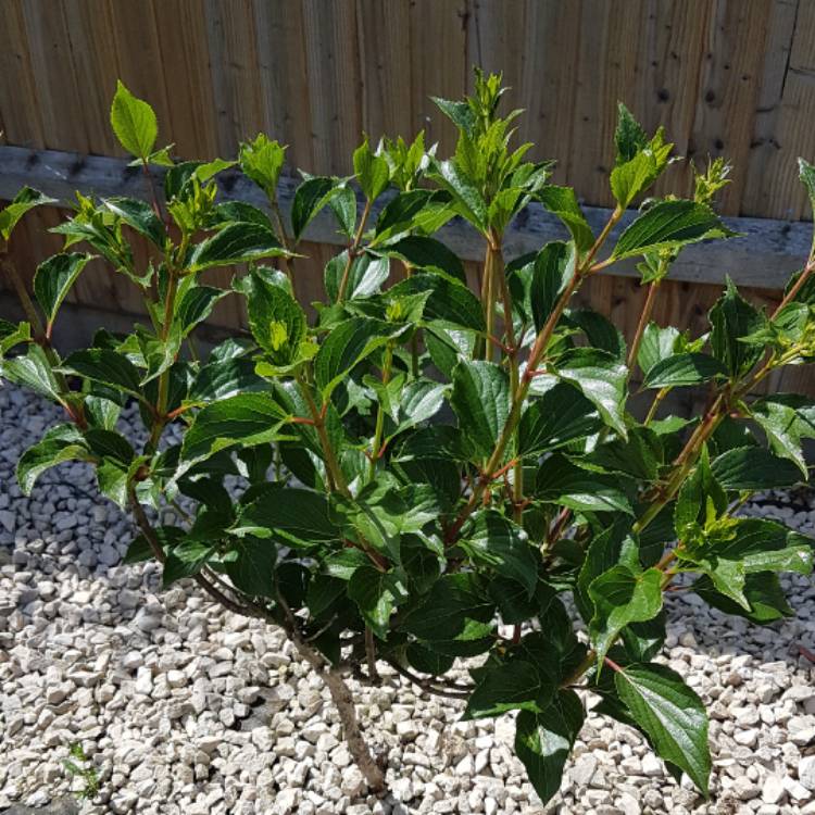 Plant image Hydrangea paniculata 'Brussels Lace'