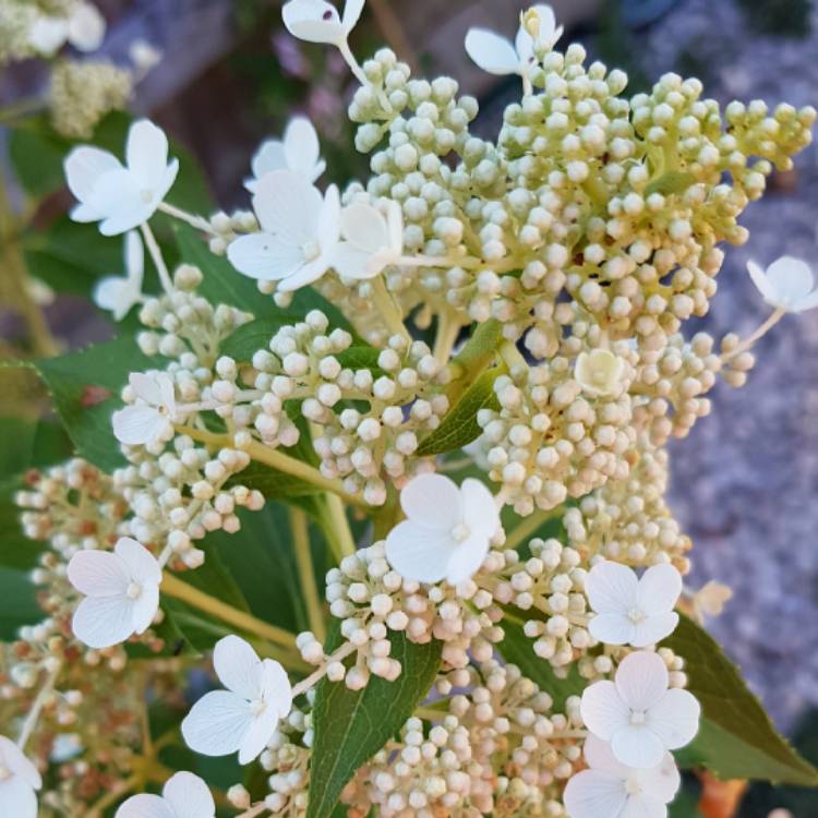 Plant image Hydrangea paniculata 'Brussels Lace'