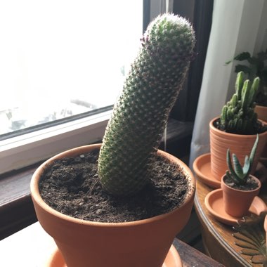 Thumb Cactus