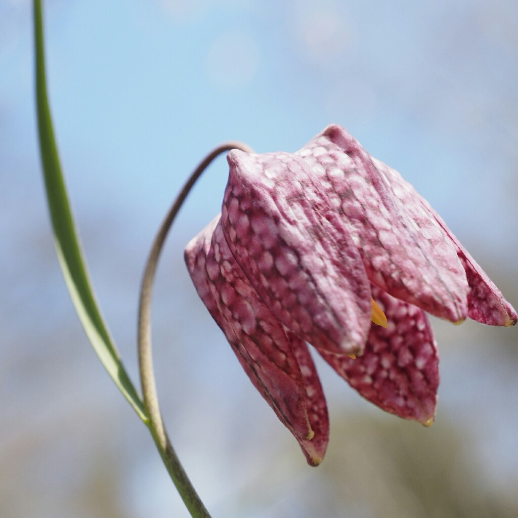 Snake's Head Fritillary