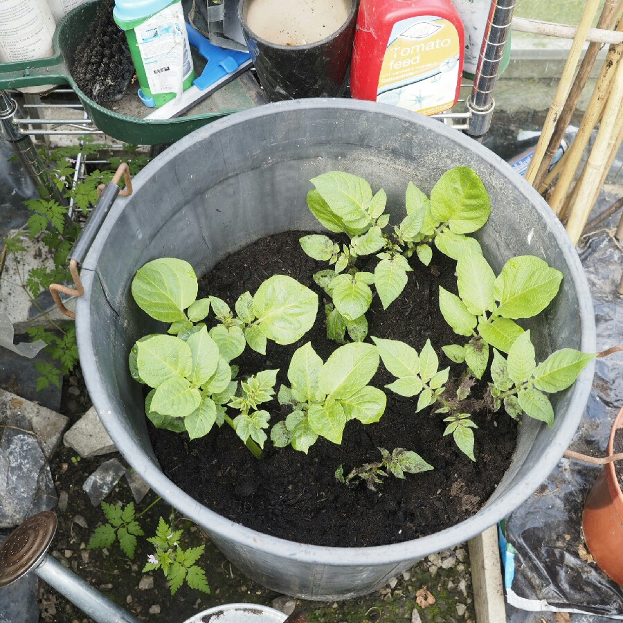 Plant image Solanum tuberosum 'Vivaldi'