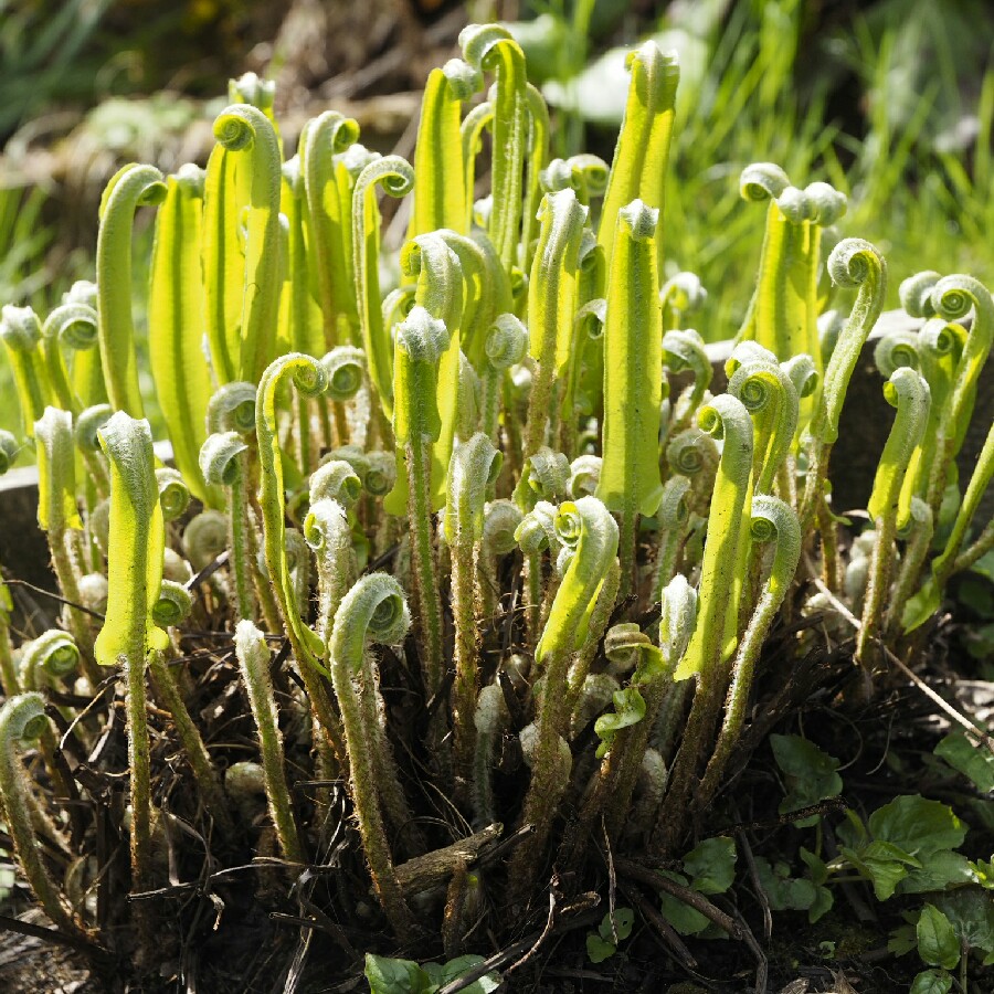 Common Lady Fern