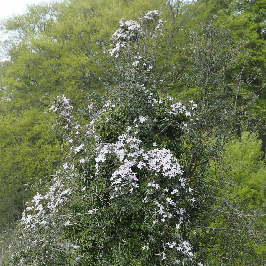 Clematis 'New Dawn'