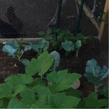 Broccoli 'Green Inspiration'