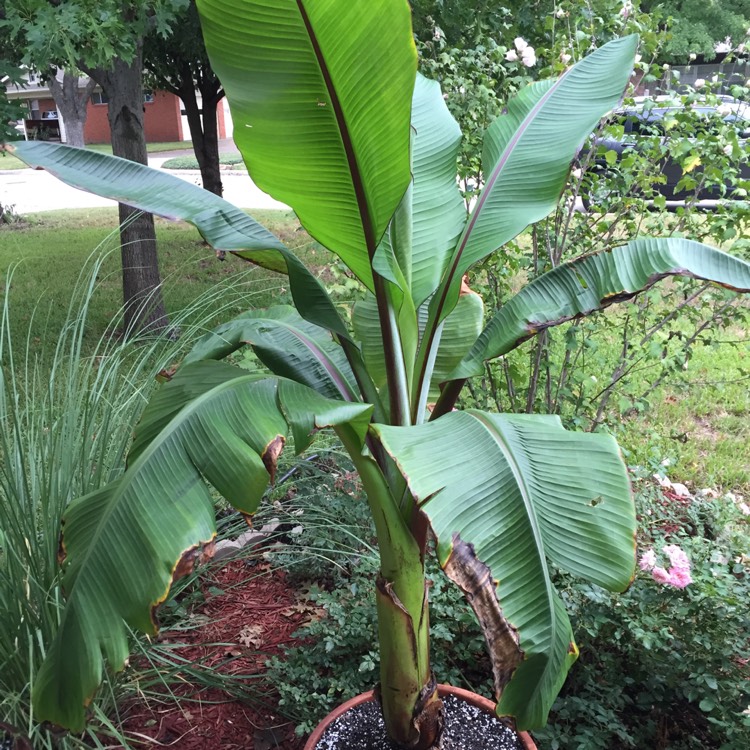 Ensete ventricosum 'Maurelii', Musa ensete - uploaded by @clydewillwin