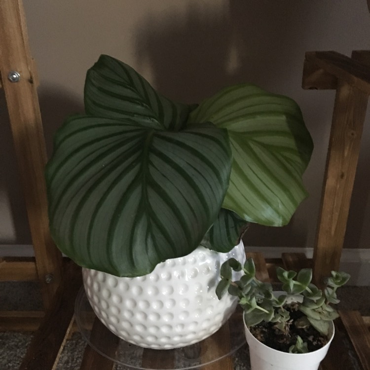 Plant image Calathea Sanderiana 'Julia'