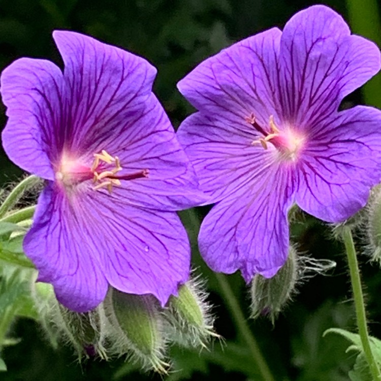 Plant image Geranium x magnificum syn. Geranium magnificum