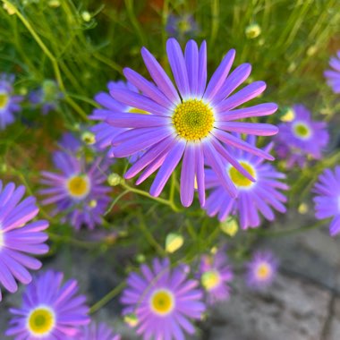 Brachyscome iberidifolia