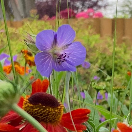 Plant image Geranium pratense