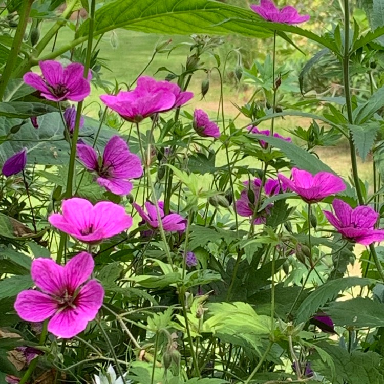 Plant image Geranium psilostemon