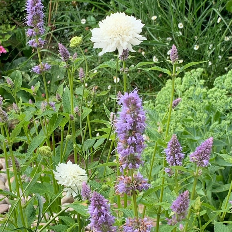 Plant image Agastache