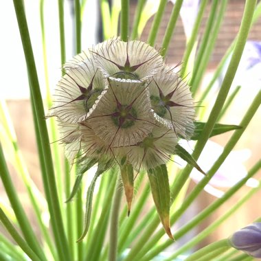 Scabiosa stellata 'Sternkugel'