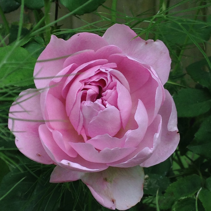 plant image 115062