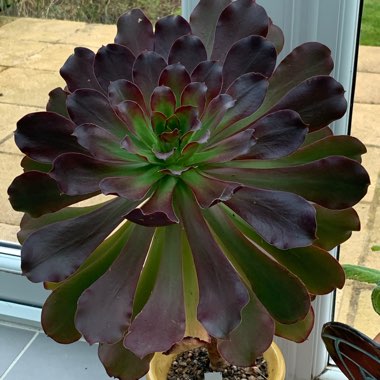 Aeonium Pomegranate