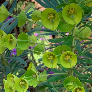 Euphorbia characias subsp. characias