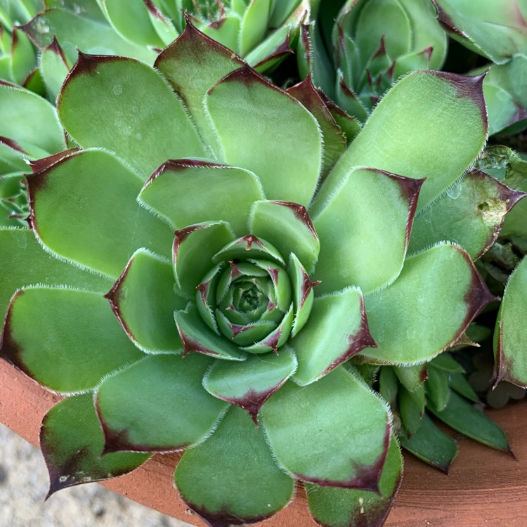 plant image 1301302