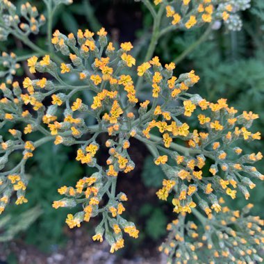 Achillea 'Terracotta'