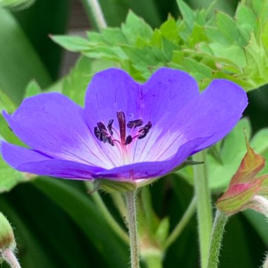 Geranium 'Gerwat' syn. Geranium 'Rozanne'