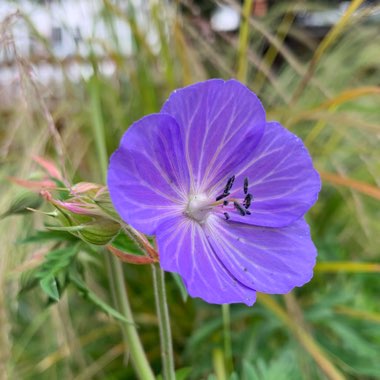 Geranium pratense