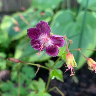 Geranium phaeum 'Samobor'