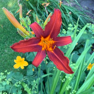 Hemerocallis 'Stafford'