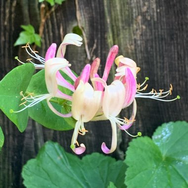 Lonicera