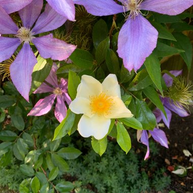 Rosa 'Mermaid'