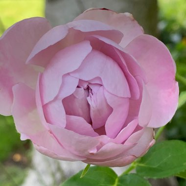 Rosa 'Charles Rennie Macintosh'