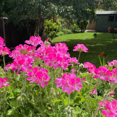 Pelargonium