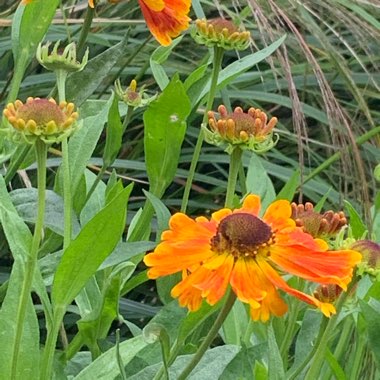 Helenium autumnale 'Waltrut'