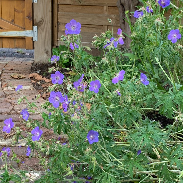 Plant image Geranium pratense