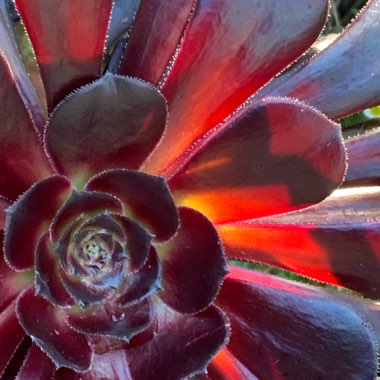 Aeonium Arboreum Zwartkop