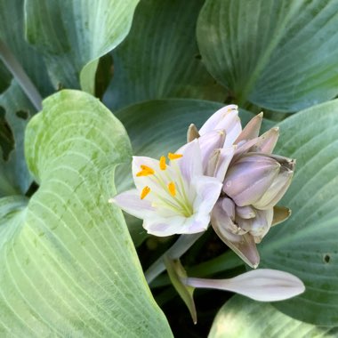 Hosta