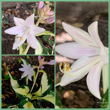 Hosta 'Fire and Ice'