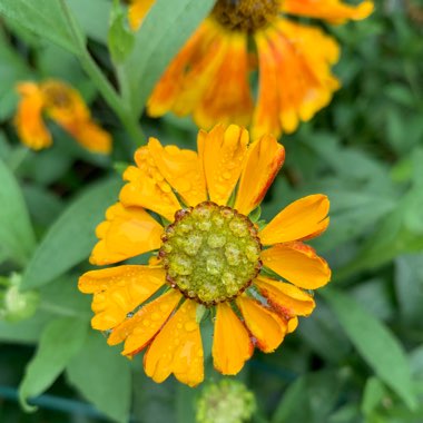 Helenium autumnale 'Waltrut'