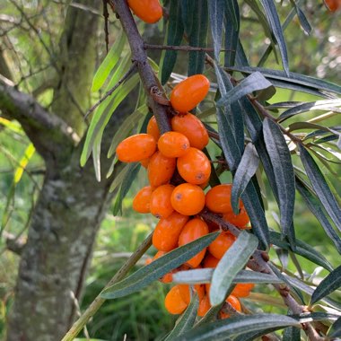 Hippophae rhamnoides