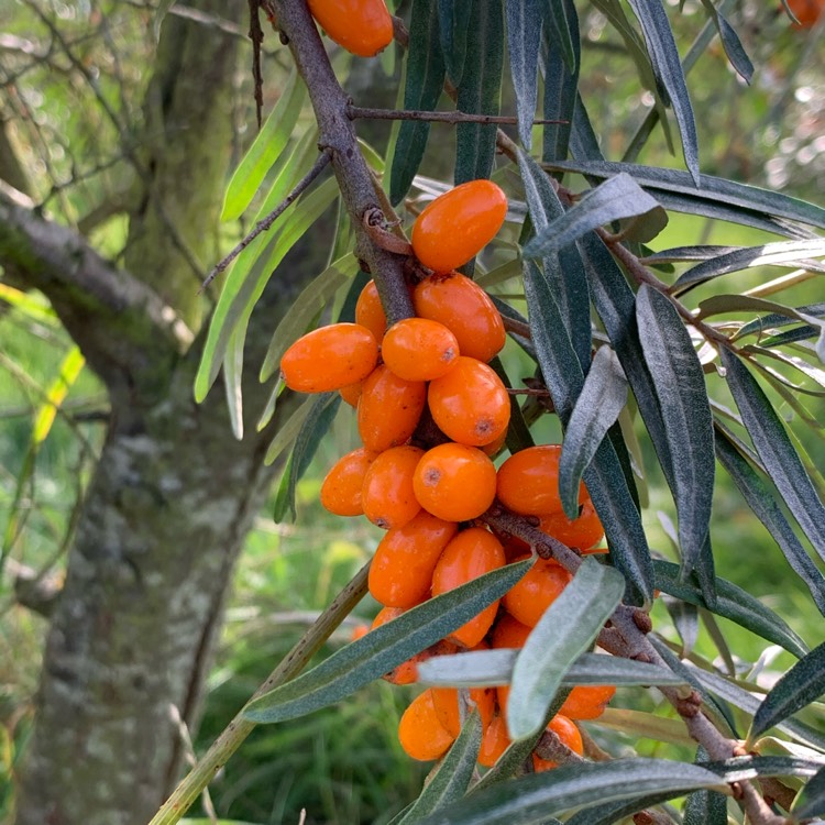 Plant image Hippophae rhamnoides