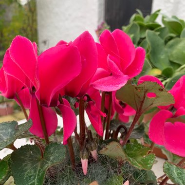 Cyclamen