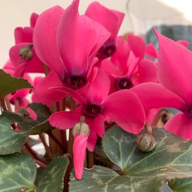 Cyclamen